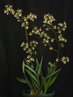 Encyclia John Brunton