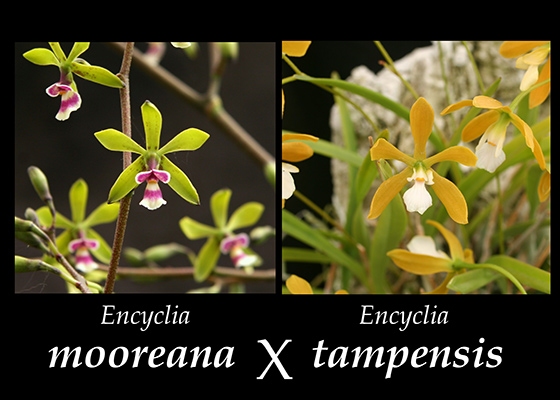 Encyclia John Brunton