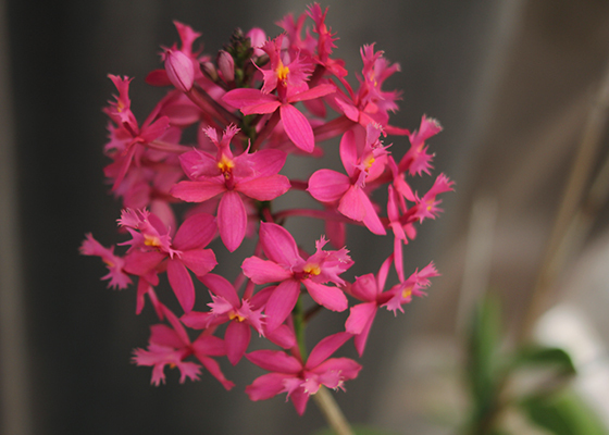 Epidendrum Pink Champagne 'Raspberry Delight'