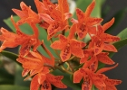 Guarianthe aurantiaca 'Ruby Spangles'