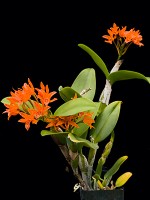 Guarianthe aurantiaca 'Ruby Spangles'