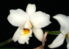 Laelia anceps  'Aloha Starlight', AM/AOS