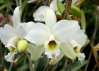 Laelia anceps 'Constellation'