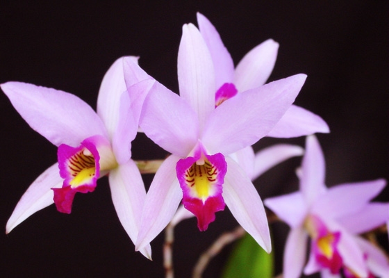 Laelia anceps 'Mr Chrismans First Orchid'