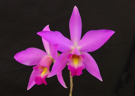 Laelia anceps 'SanBar Flash'