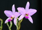 Laelia anceps 'SanBar Parade Day'
