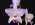 Laelia anceps 'SanBar Pinkie', HCC/AOS