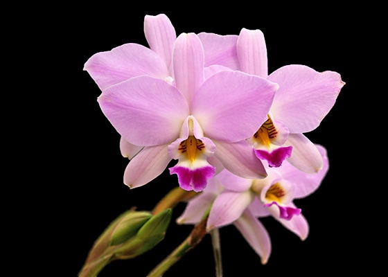 Laelia anceps 'SanBar Pink Pixie'