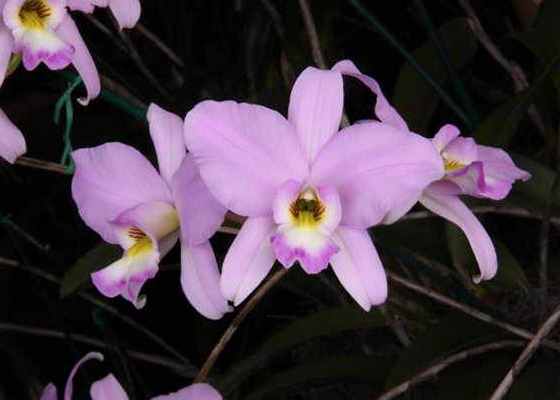Laelia anceps 'SanBar Pink Virtue', AM/AOS