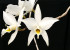 Laelia anceps 'White Mountains'