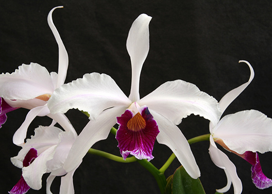 Laelia purpurata 'Santa Catarina'