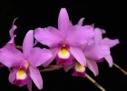Laelia Splendid King 'Purple Pageant', AM/AOS
