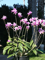 Laelia Splendid King 'Royal Flair'