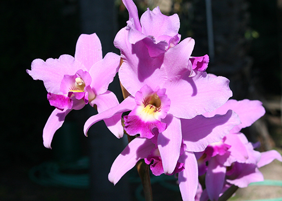 Laelia Splendid King 'Royal Flair'