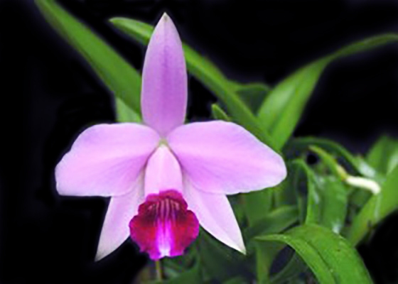 Laelia Susanna