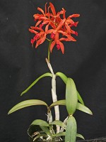 Laeliocattleya Balam Flame