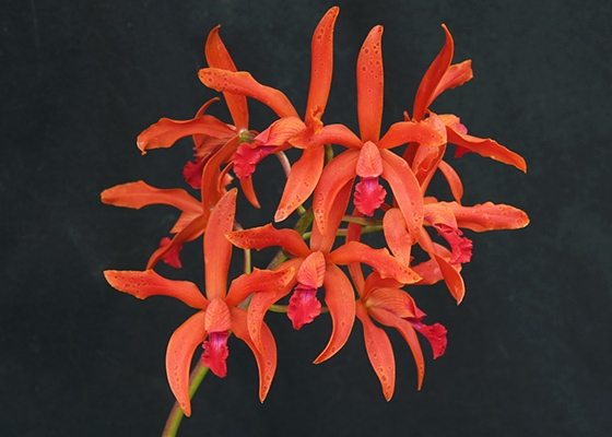 Laeliocattleya Balam Flame