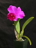 Laeliocattleya Bryan Wheeler 'Grandson', AM/AOS