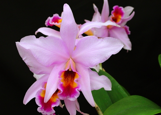 Laeliocattleya Caligula