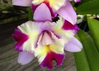 Laeliocattleya Maris Song 'CTM217', HCC/AOS