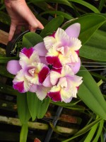 Laeliocattleya Maris Song 'CTM217', HCC/AOS