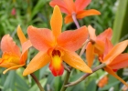 Laeliocattleya Orange Embers 'Santa Barbara'