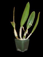 Laeliocattleya Orange Embers 'Santa Barbara'