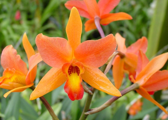 Laeliocattleya Orange Embers 'Santa Barbara'