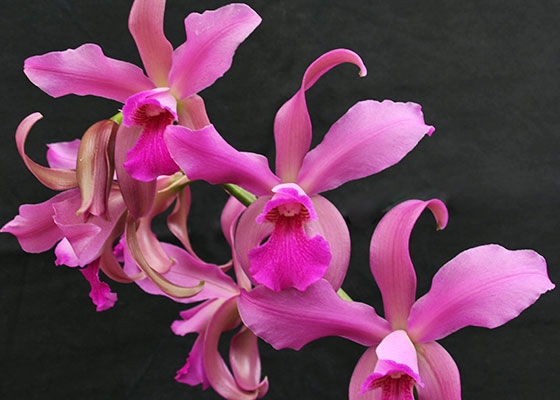 Laeliocattleya Zacatecas 'Mirage'