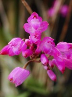 Nageliella purpurea 'Santa Barbara'