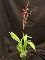 Odontocidium Susan Kaufman