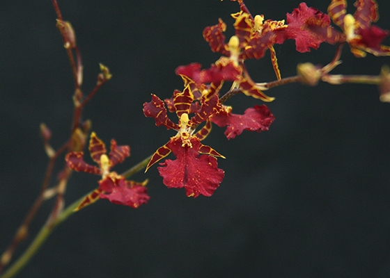 Odontocidium Susan Kaufman