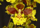 Oncidium sarcodes