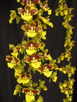 Oncidium sarcodes