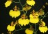 Oncidium varicosum