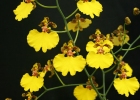 Oncidium varicosum