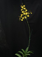 Oncidium varicosum