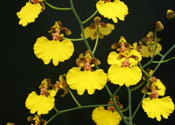 Oncidium varicosum
