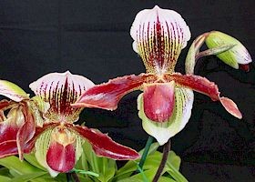 Paphiopedilum Ron Hawley