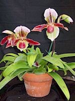 Paphiopedilum Ron Hawley