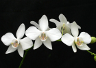 Phalaenopsis x intermedia - Seedlings