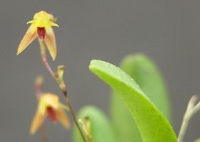 Pleurothallis sertularioides