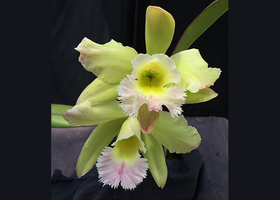 Rhyncholaeliocattleya San Salvador