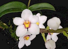 Sarcochilus Heidi