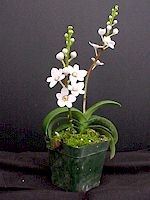 Sarcochilus Heidi