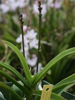 Sarcochilus Mavis