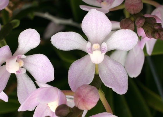 Sarcochilus Mavis